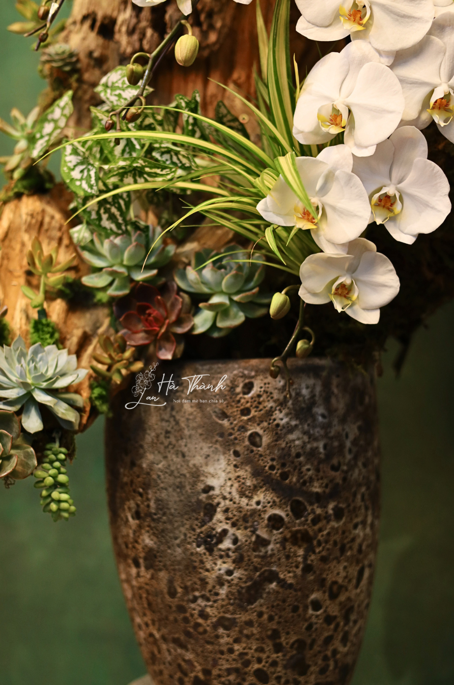 Chậu Lan Hồ Điệp trắng tiểu cảnh – Vẻ đẹp nghệ thuật độc bản từ Lan Hà Thành